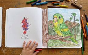 Libro Para Colorear Animales De Colombia - Minibhu